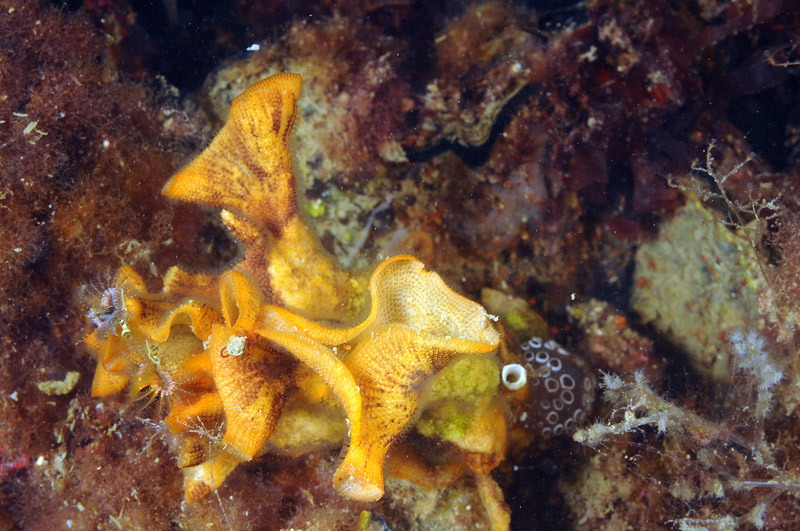 Schizoporella errata